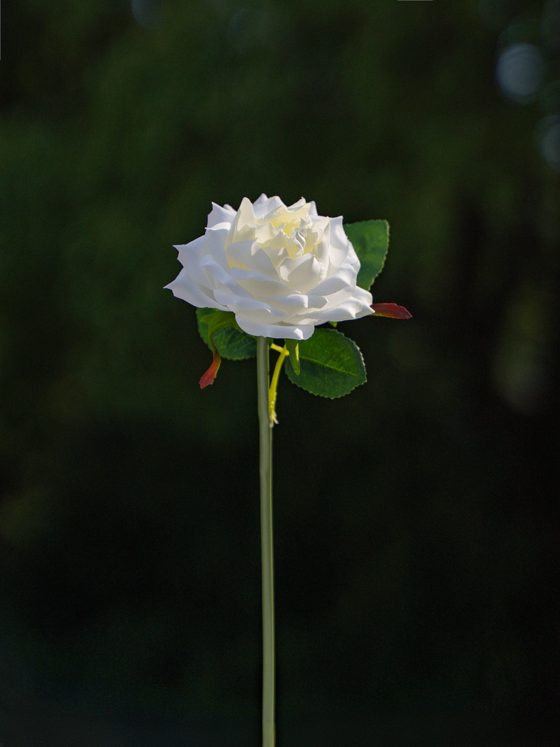 White Floribunda Rose - 11.8&quot;