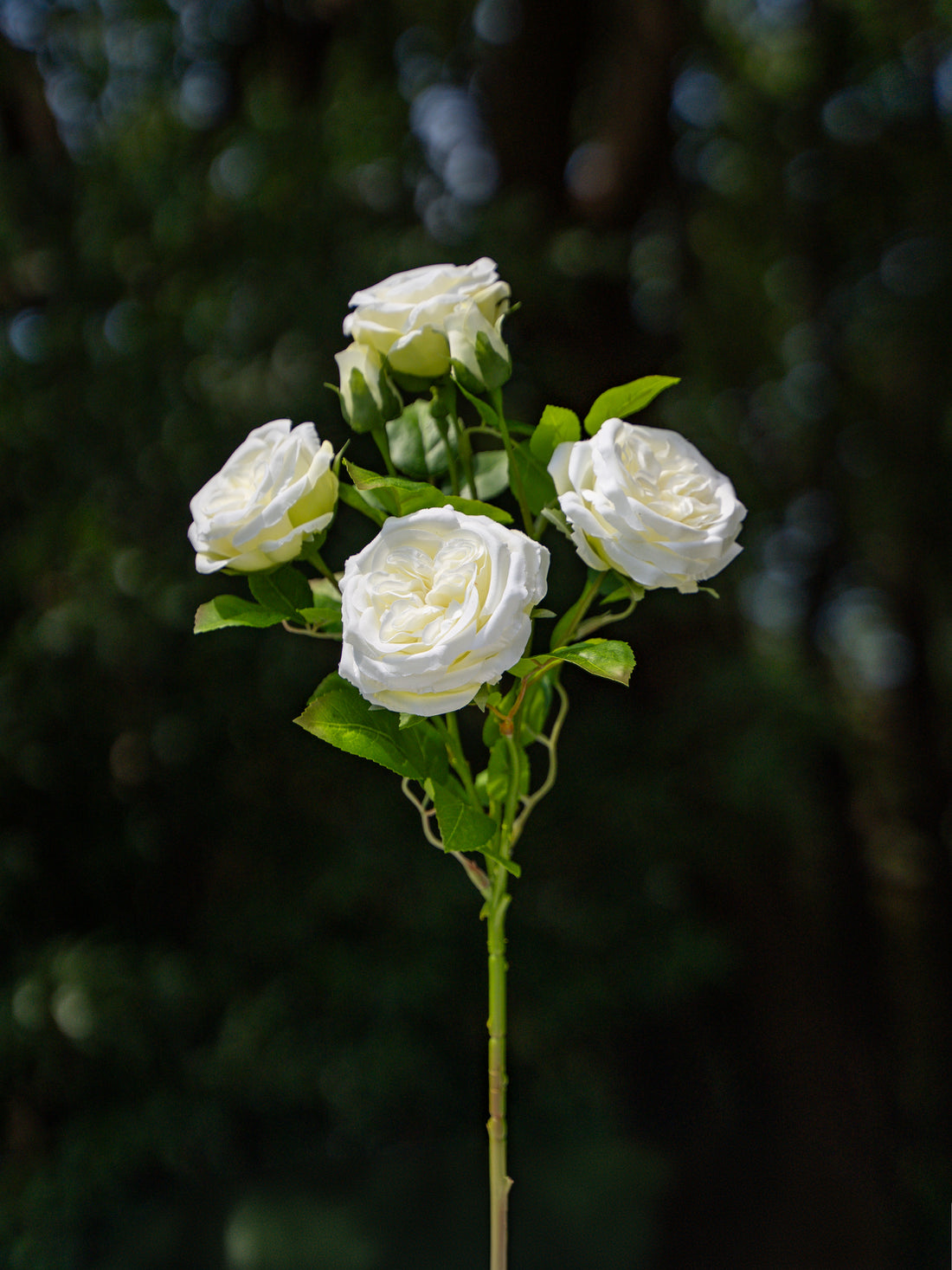 White Austin Spray Roses - 22&quot;