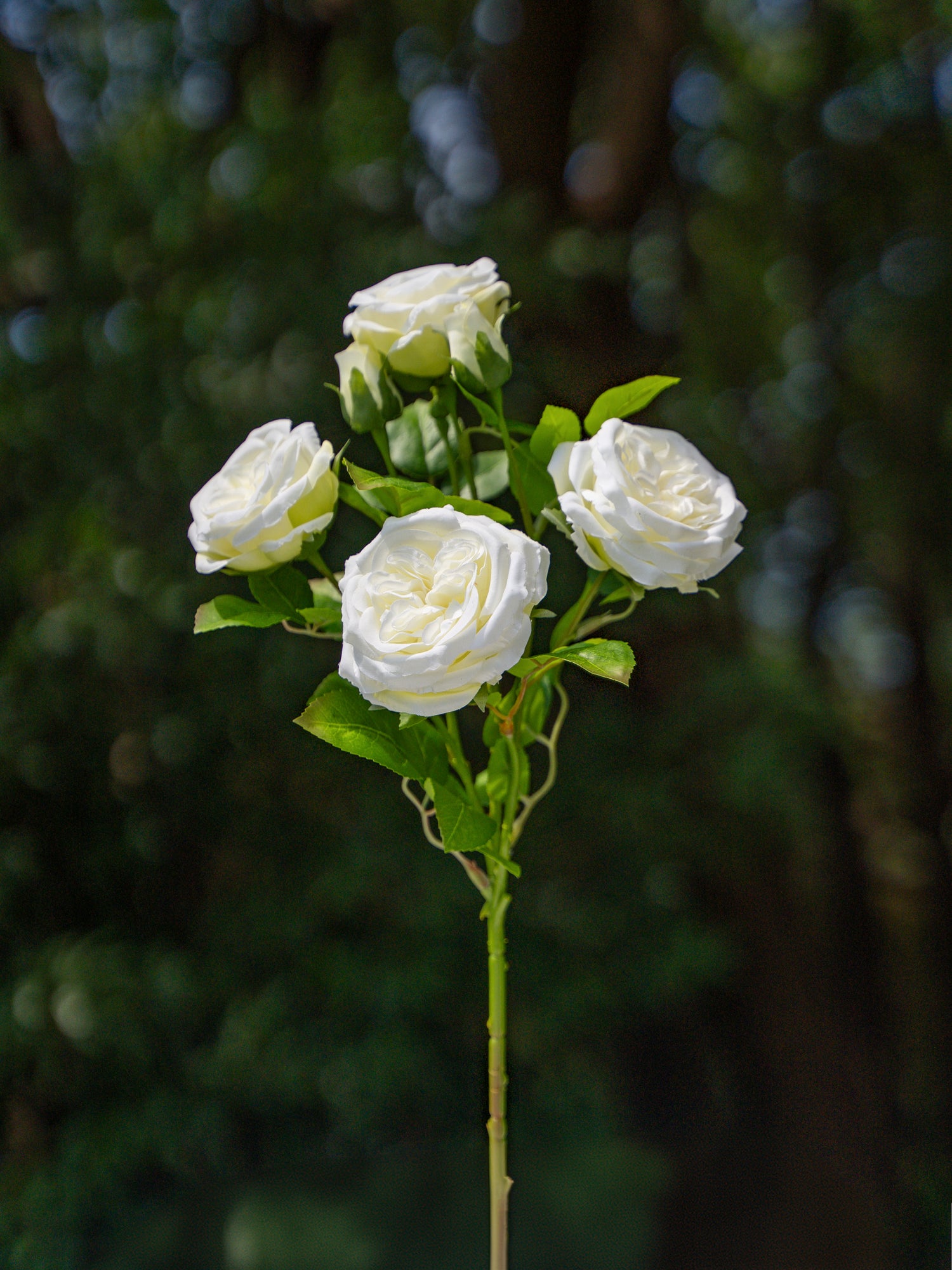 White Austin Spray Roses - 22&quot;