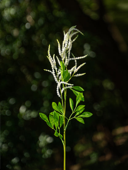 White Faux Astilbe  Flower Stem - 24&quot;