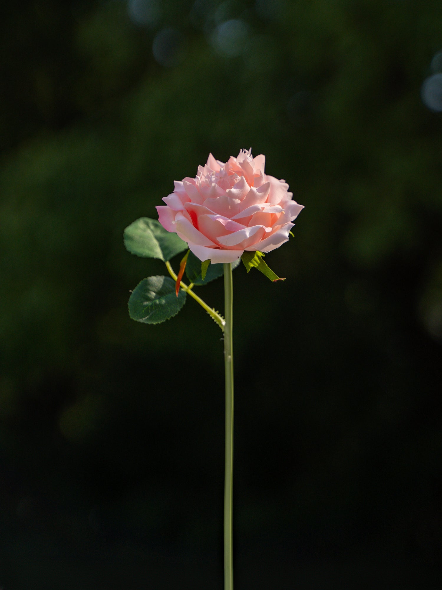 Pink Floribunda Rose - 11.8&quot;