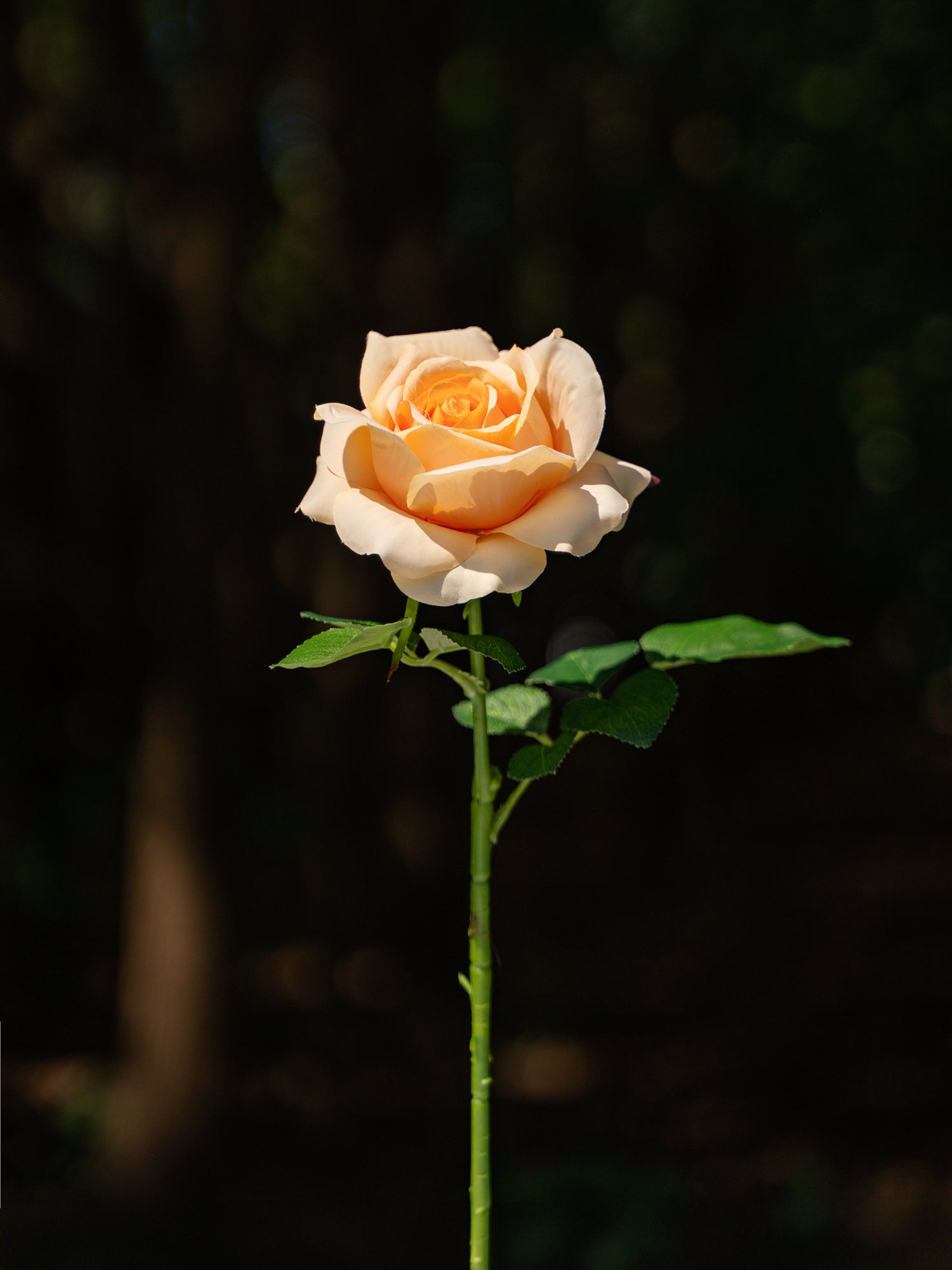 Light Orange Fully Bloomed Rose - 18&quot;