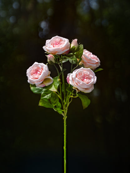 Pink Austin Spray Roses - 22&quot;