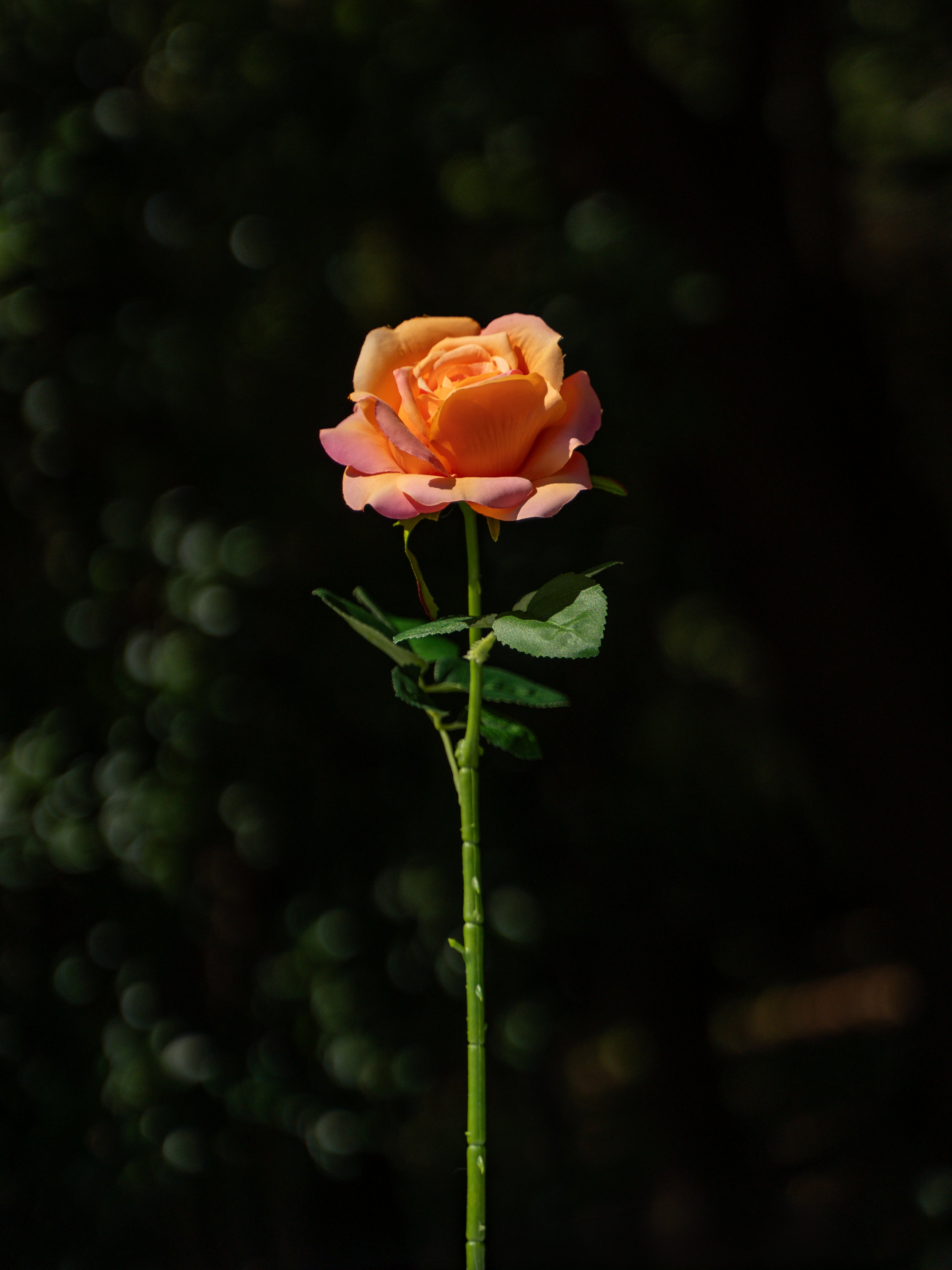 Rainbow Yellow Fully Bloomed Rose - 18&quot;