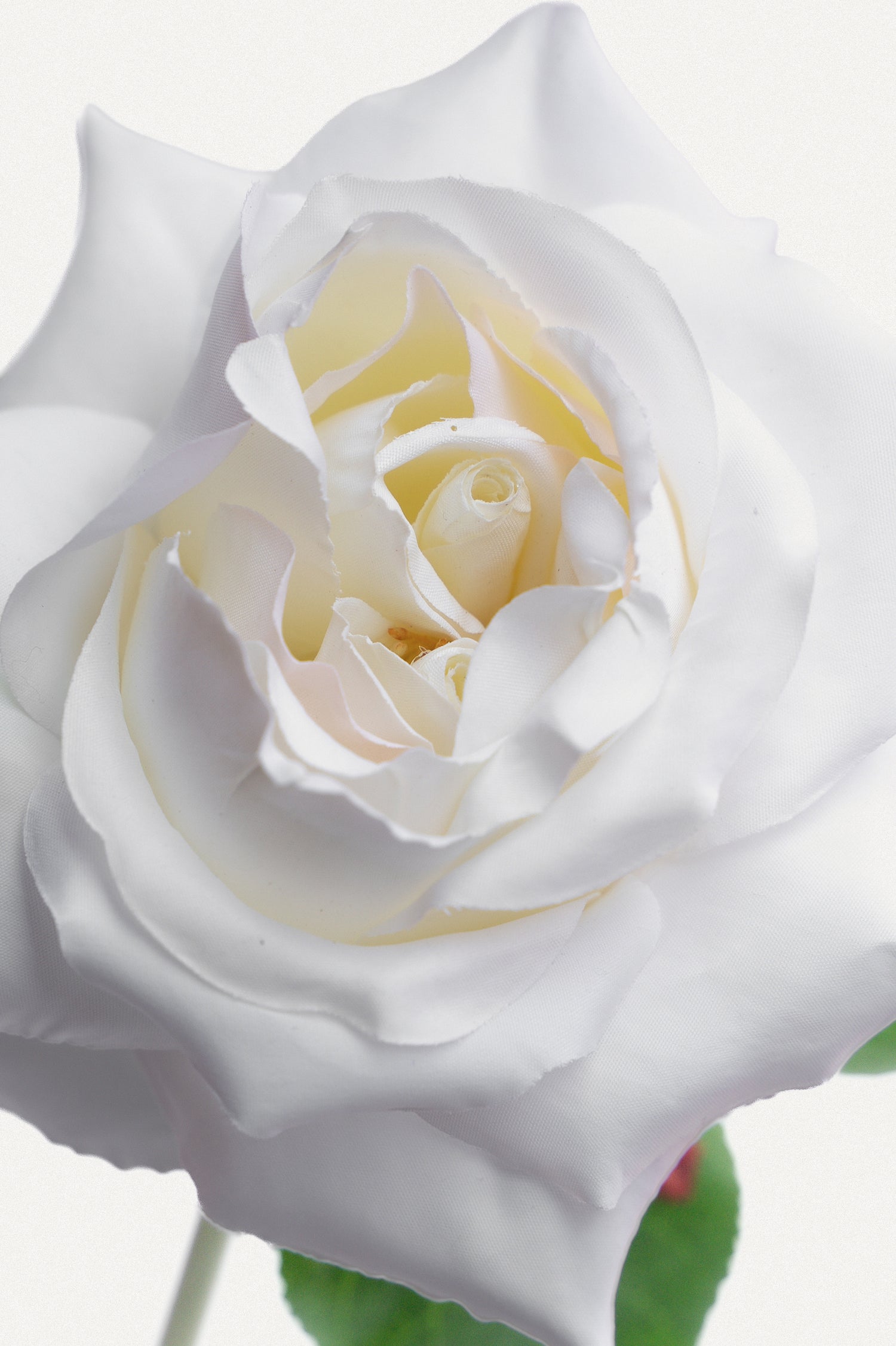 White Double Core Garden Rose-11.2&quot;