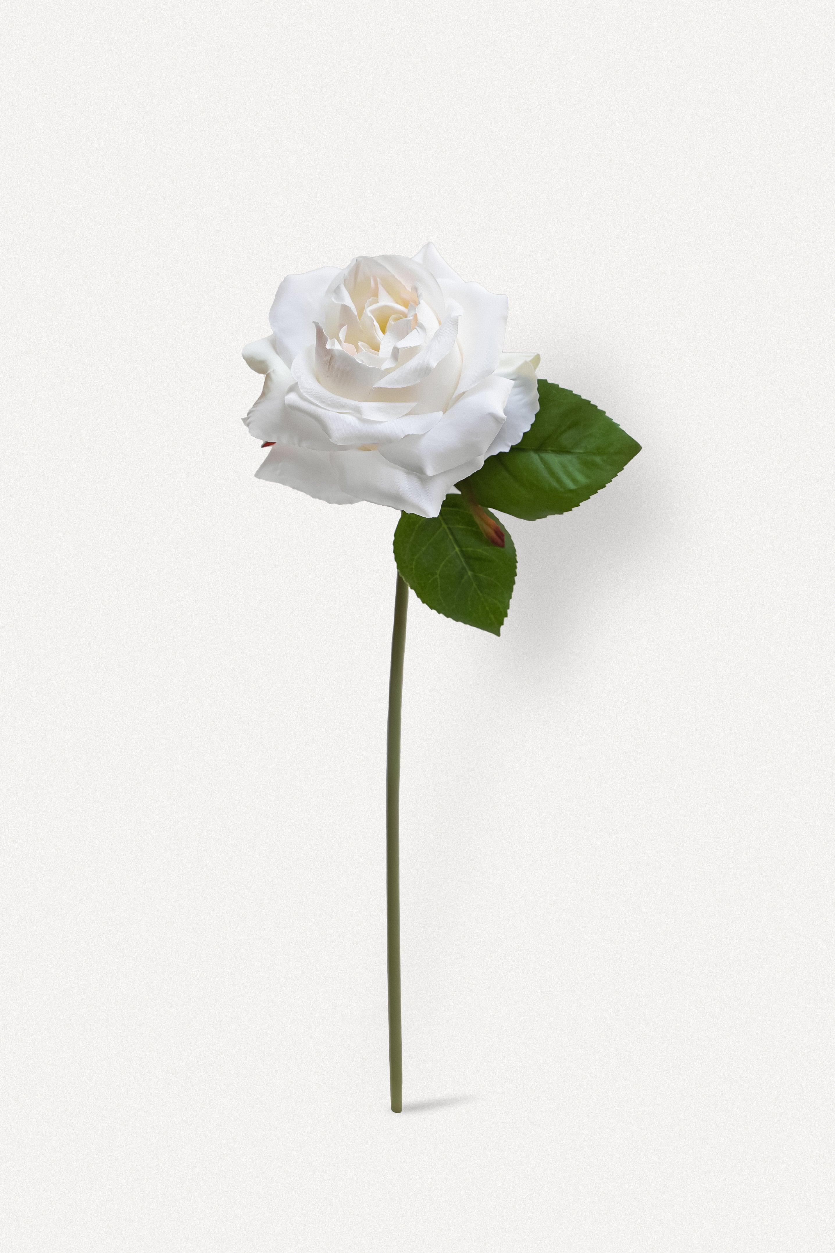 White Double Core Garden Rose-11.2&quot;