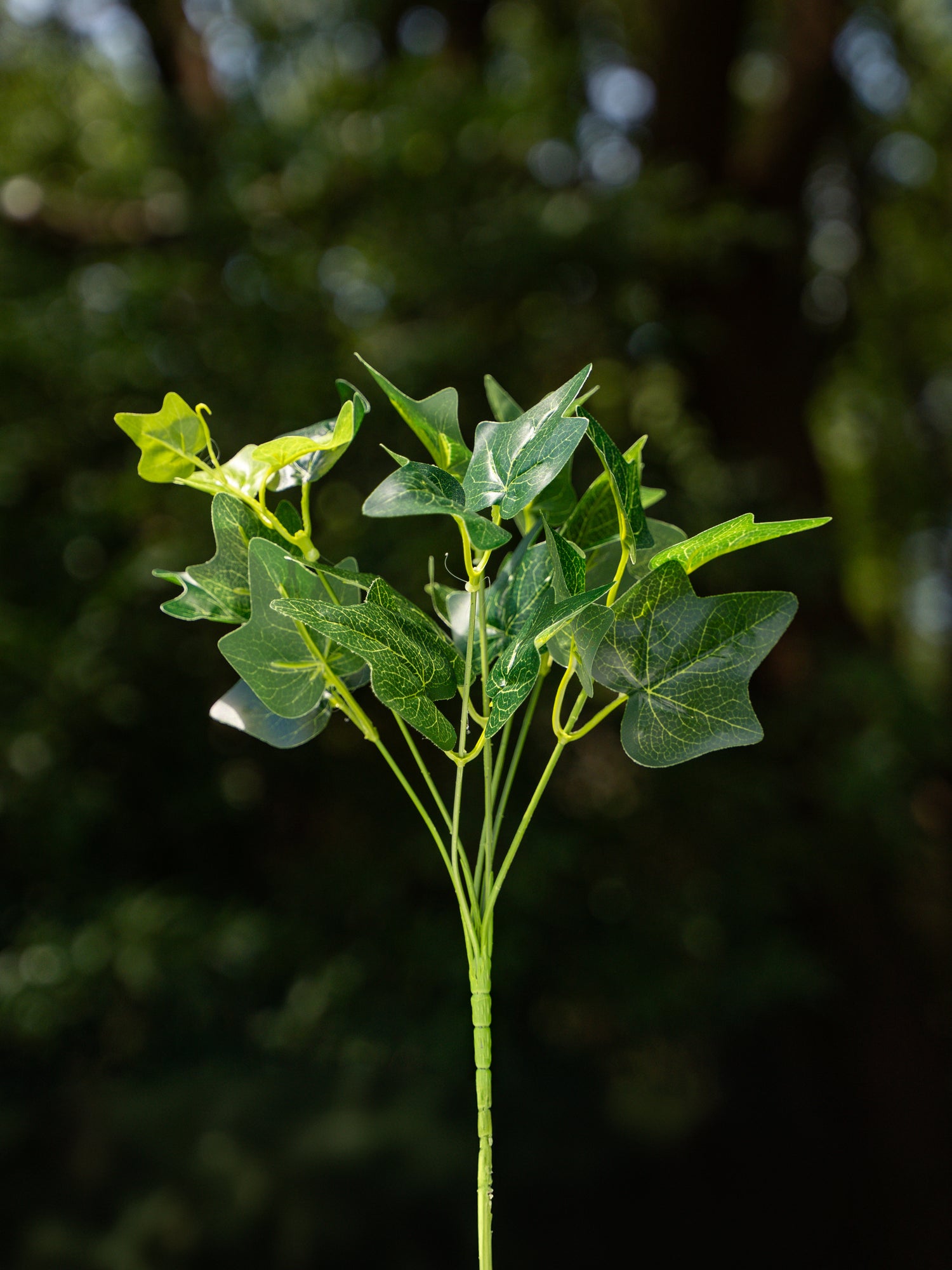 7 head Ivy Branch