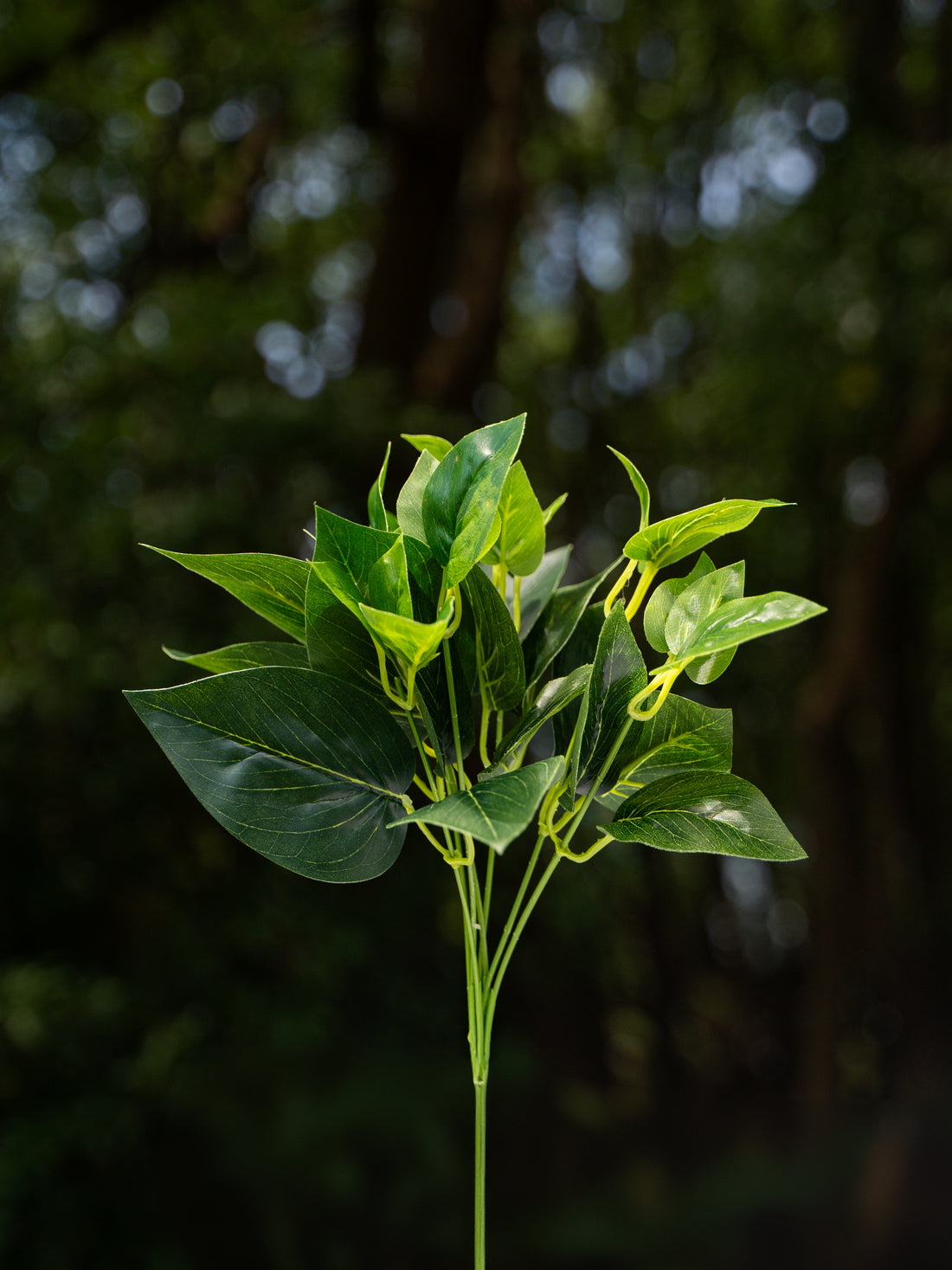 7 head Epipremnum Branch