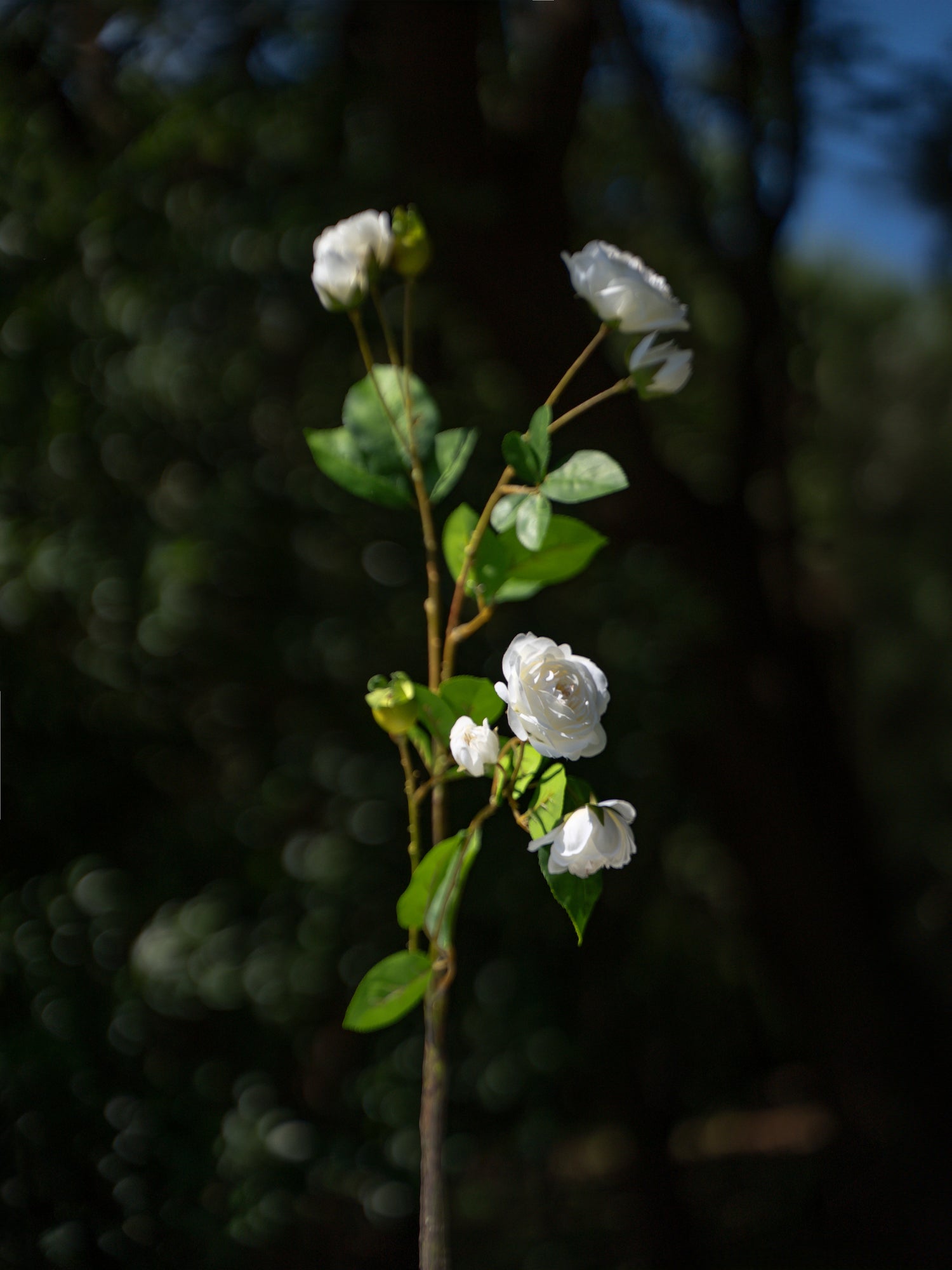 White Angel Spray Roses