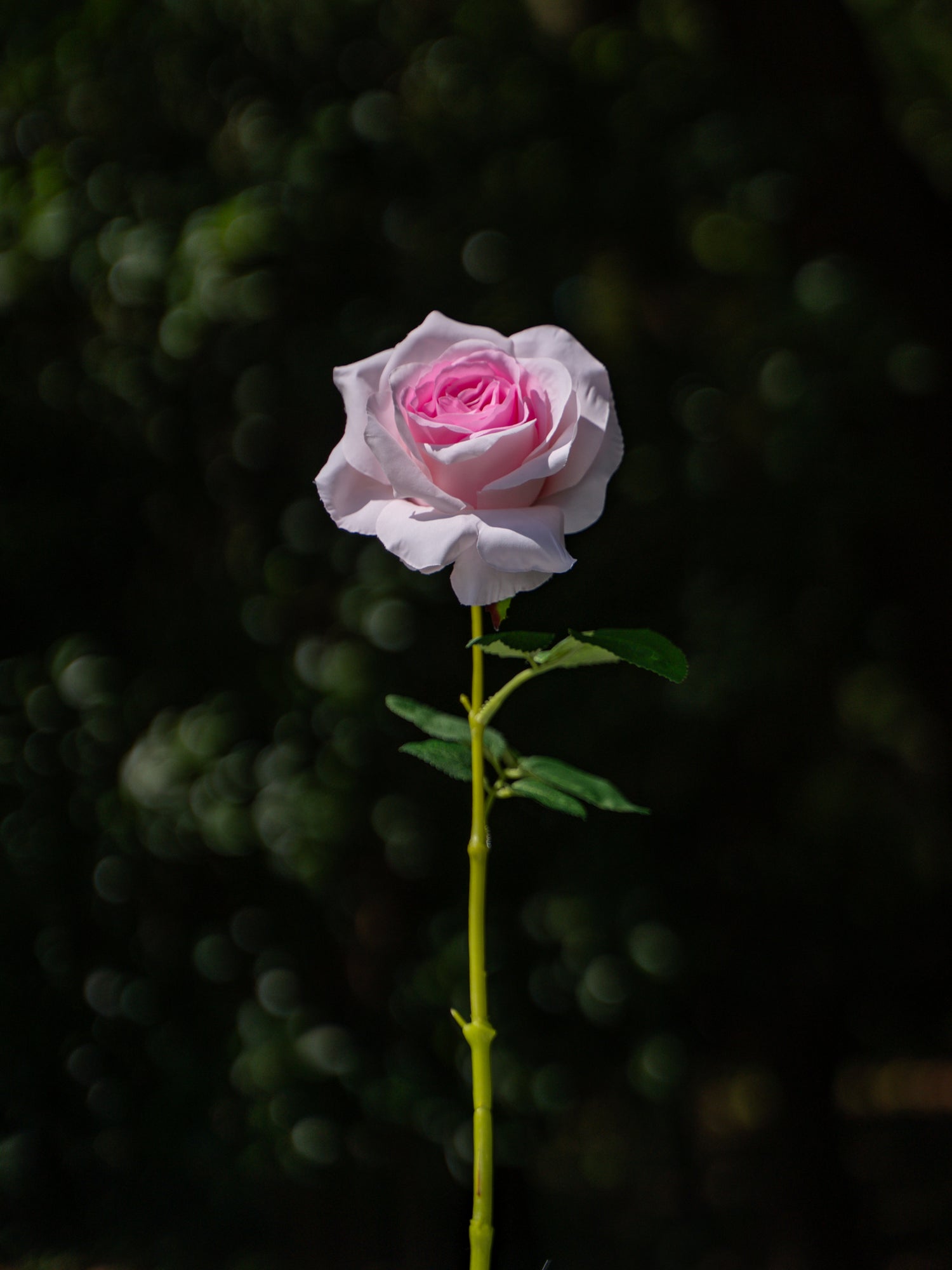 Pink Core Curled Rose Flower- 19&quot;