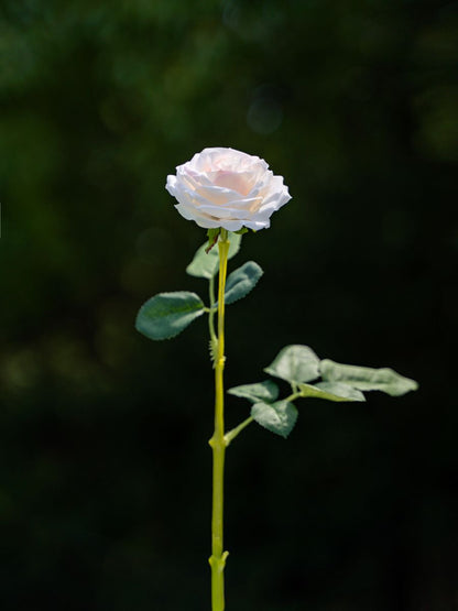 Champagne Curled Small Rose