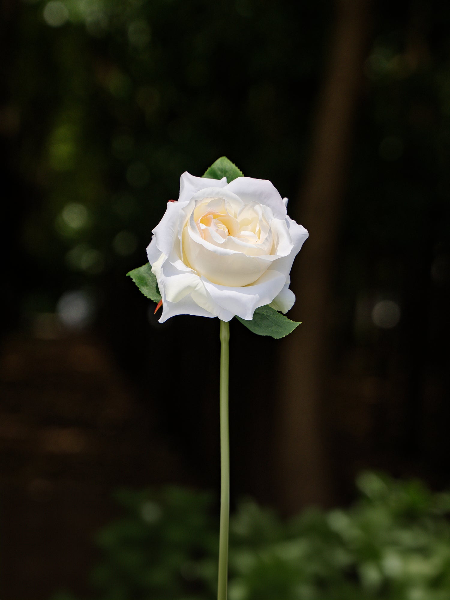 White Double Core Garden Rose-11.2&quot;