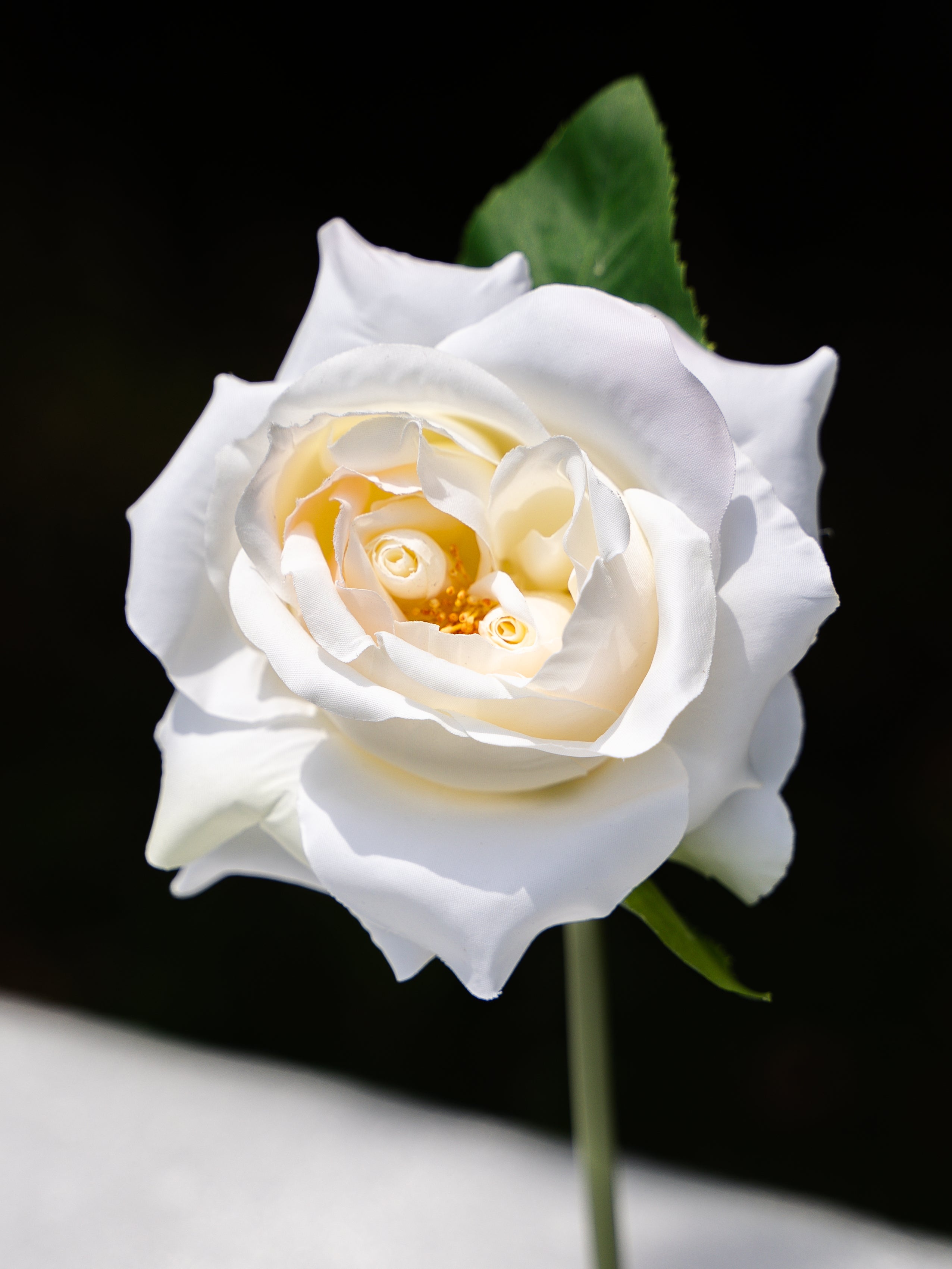 White Double Core Garden Rose-11.2&quot;