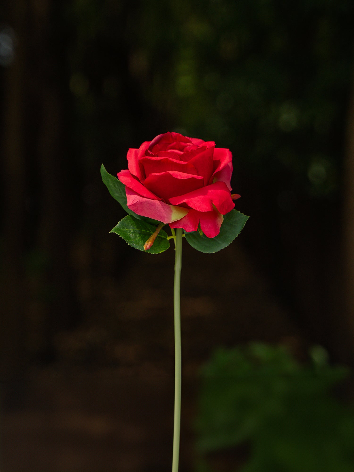 Red  Double Core Garden Rose-11.2&quot;