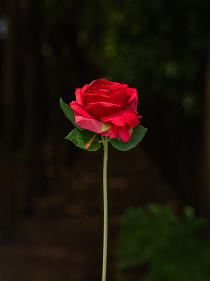 Red  Double Core Garden Rose-11.2&quot;