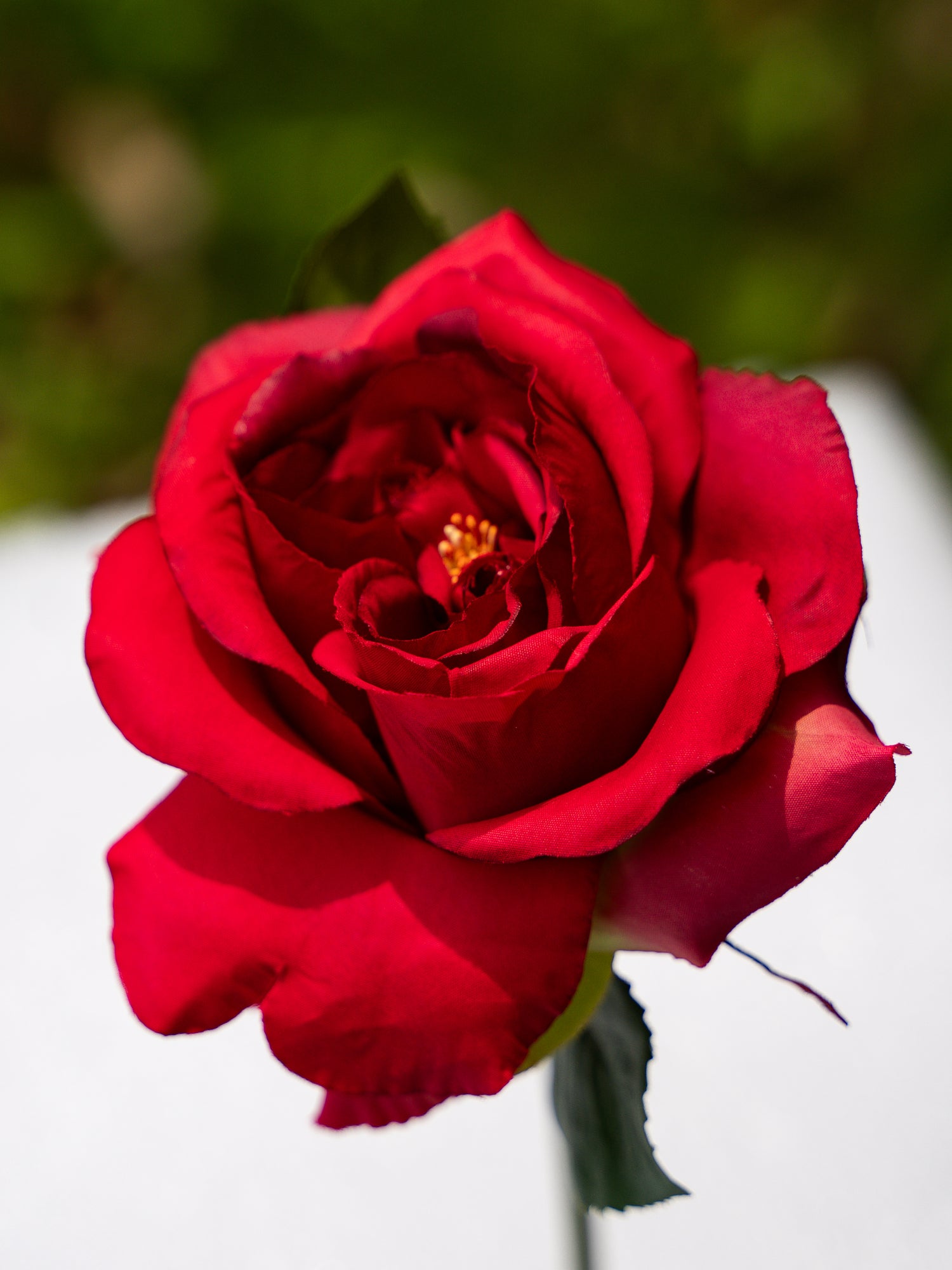 Red  Double Core Garden Rose-11.2&quot;