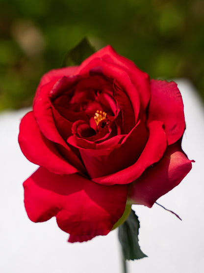 Red  Double Core Garden Rose-11.2&quot;