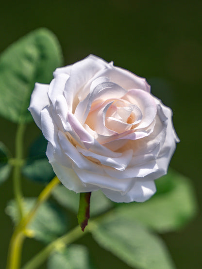 Champagne Artificial Curled Small  Rose Flower - 17.8&quot; Tall