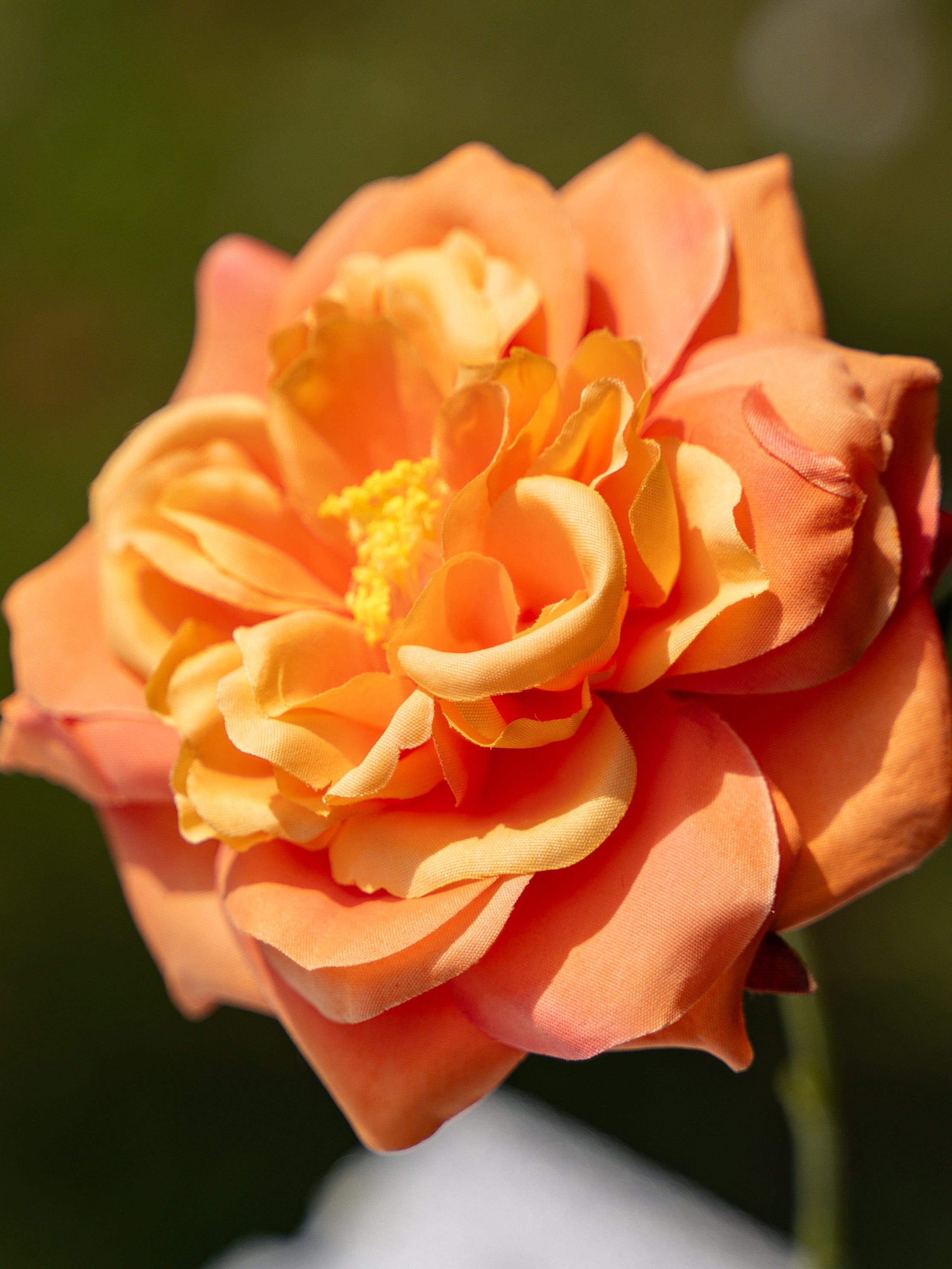 Orange Cabbage Rose