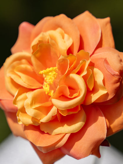 Orange Cabbage Rose