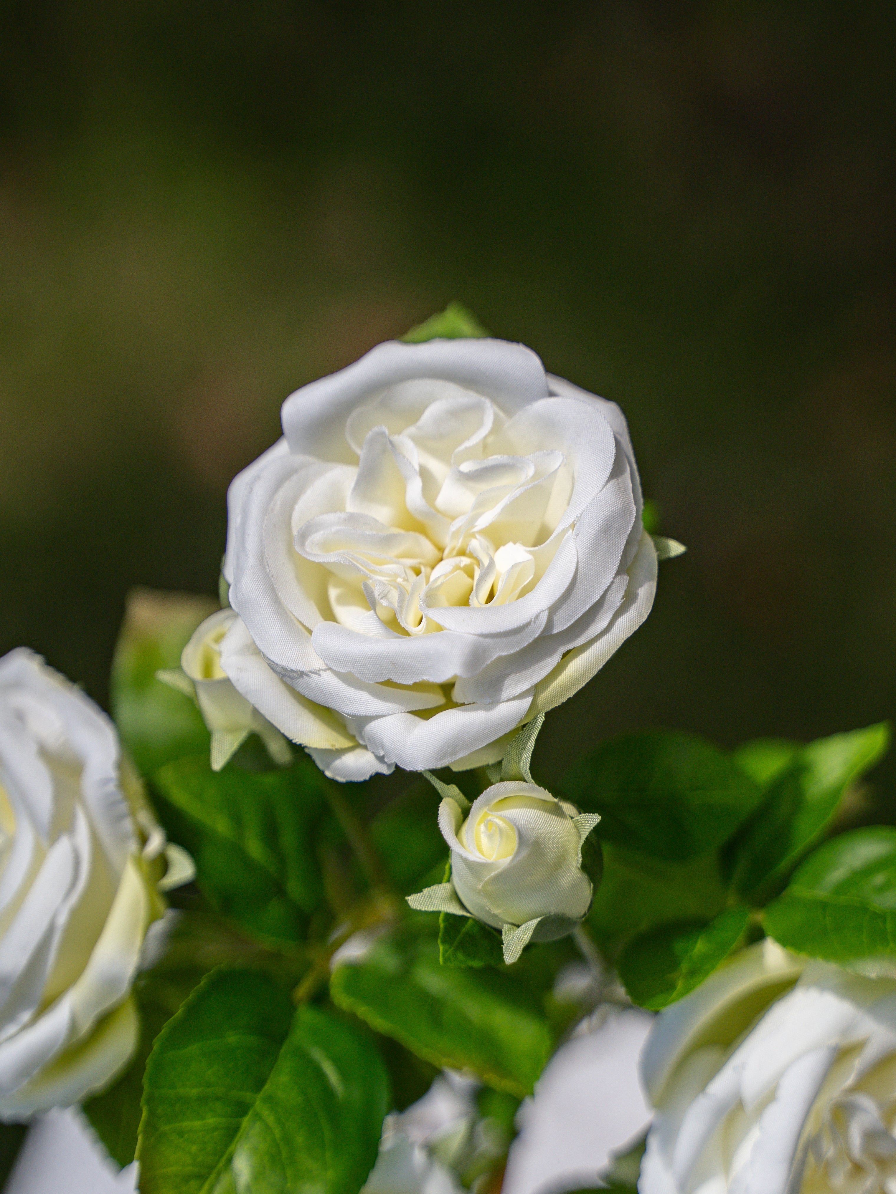 White Austin Spray Roses - 22&quot;