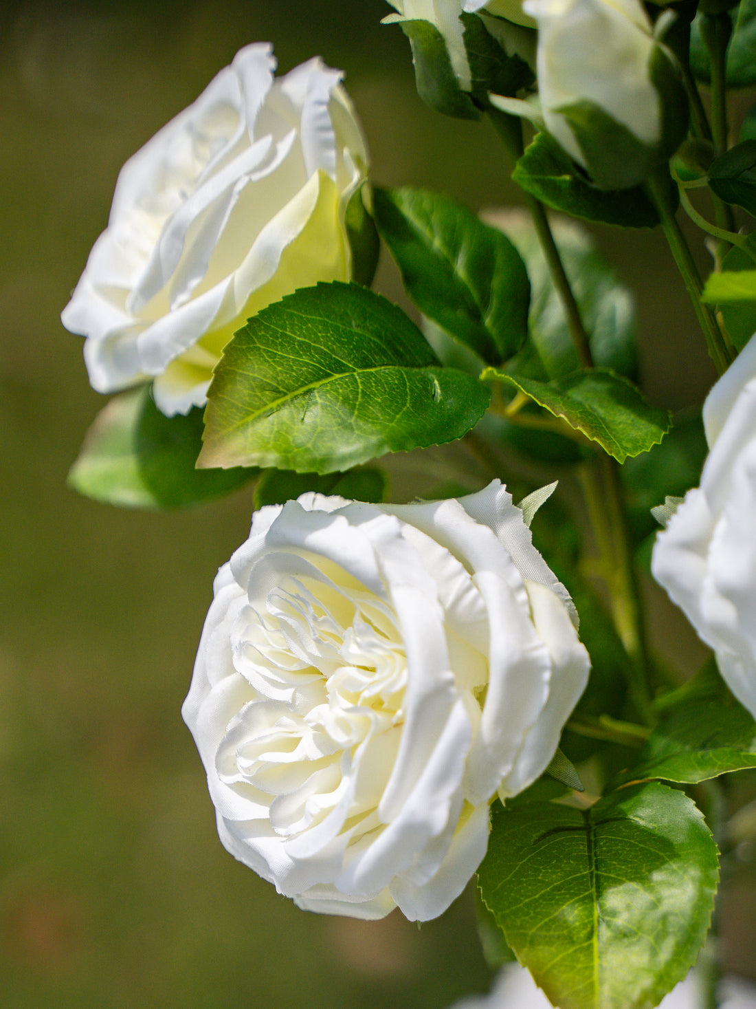 White Austin Spray Roses - 22&quot;