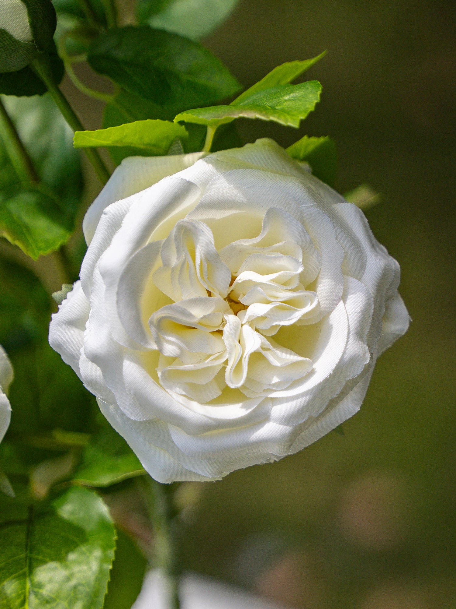 White Austin Spray Roses - 22&quot;