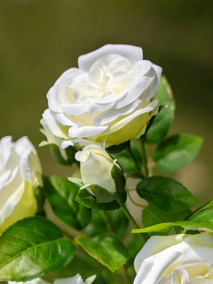 White Austin Spray Roses - 22&quot;