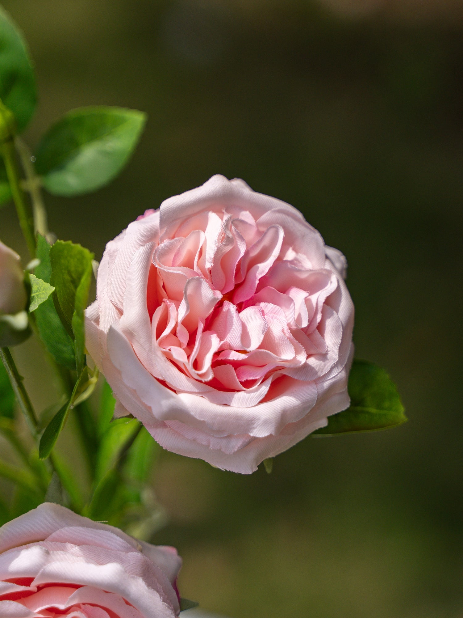 Pink Austin Spray Roses - 22&quot;