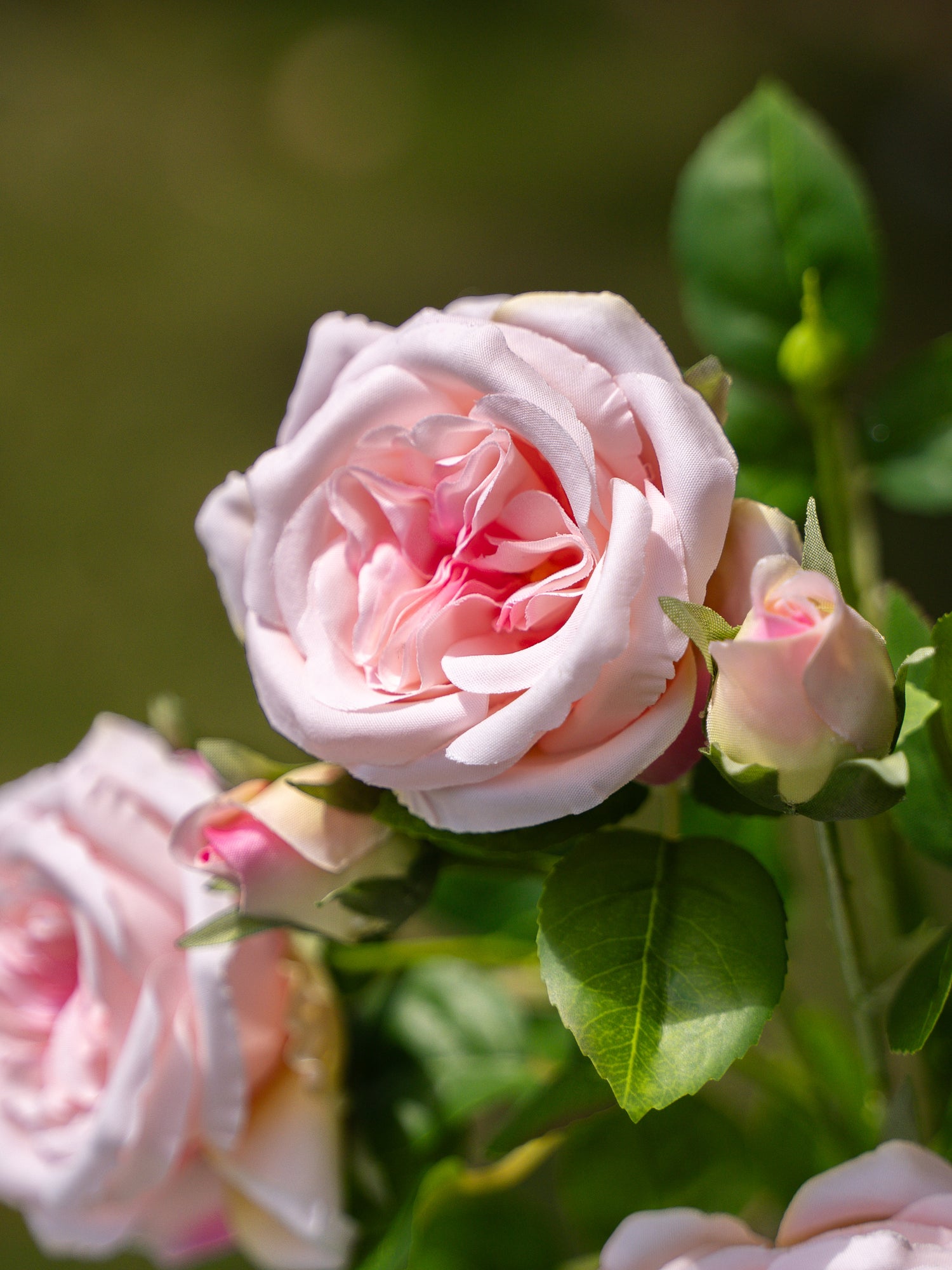 Pink Austin Spray Roses - 22&quot;