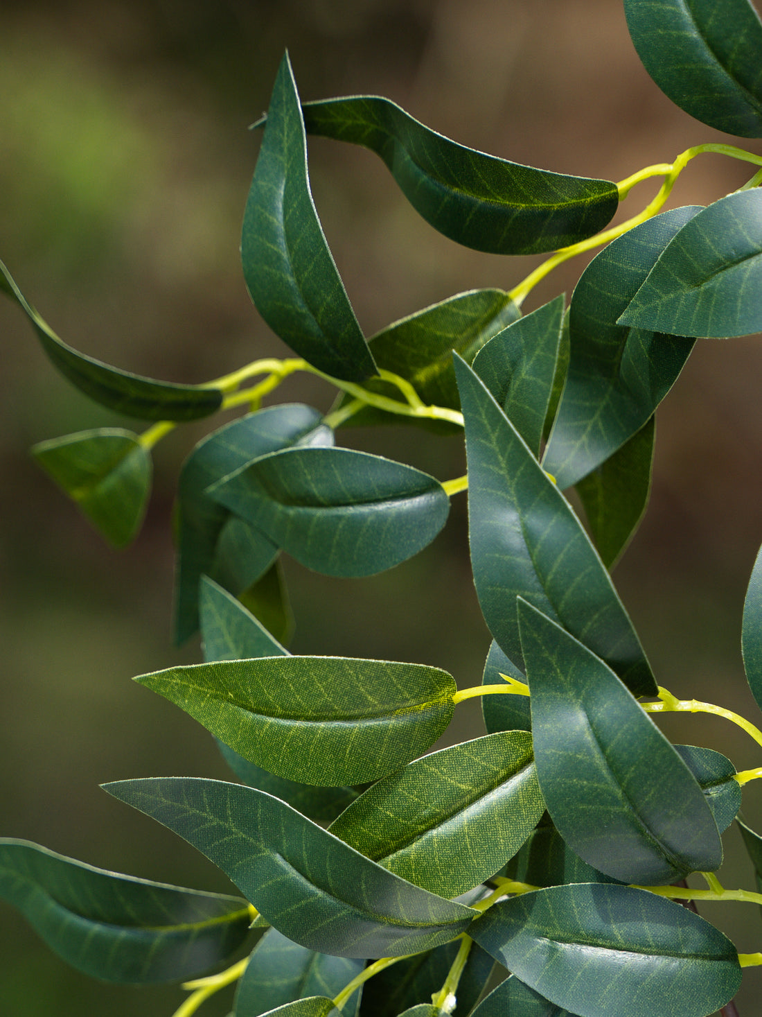 Ficus Spray Branch