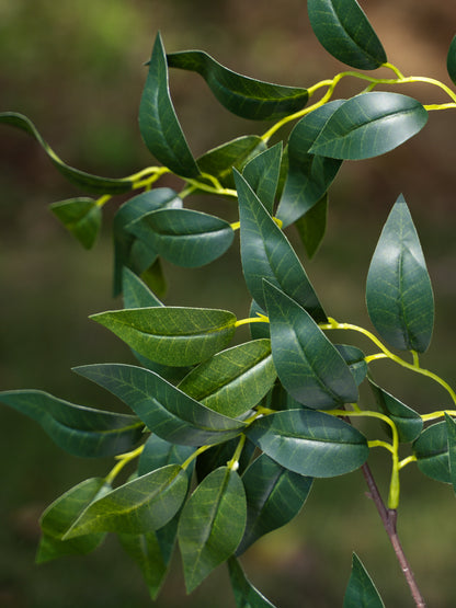 Ficus Spray Branch