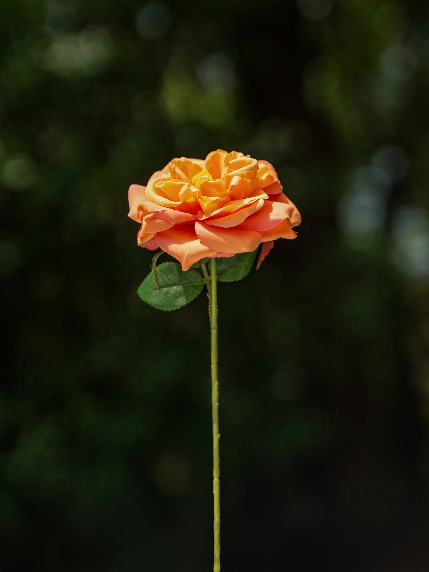 Orange Cabbage Rose