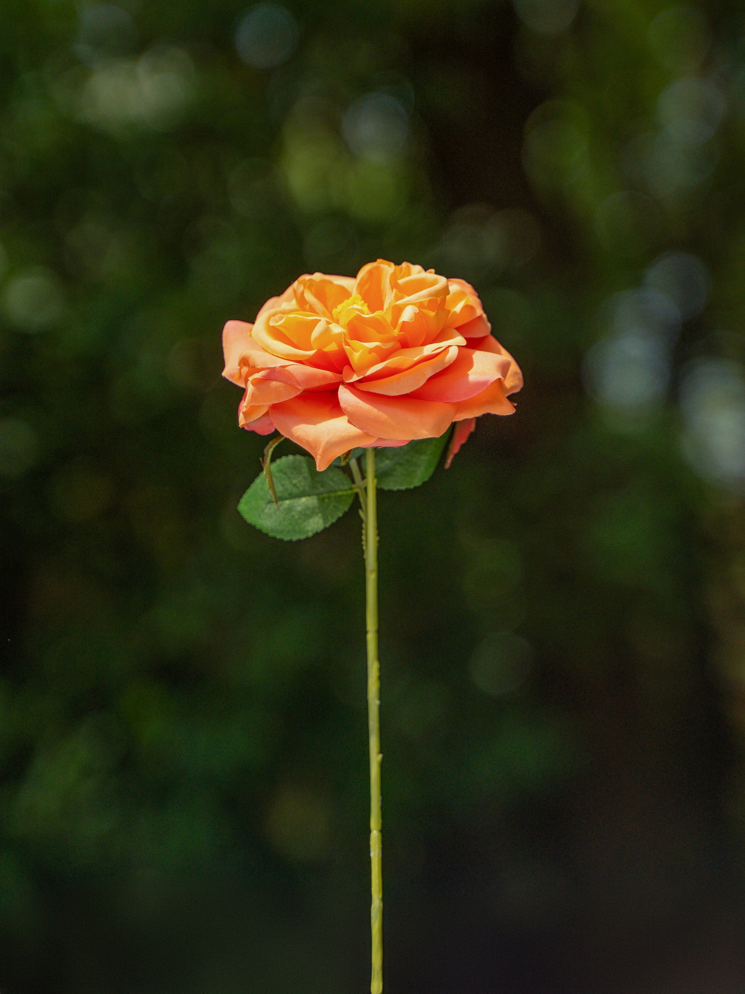 Orange Cabbage Rose