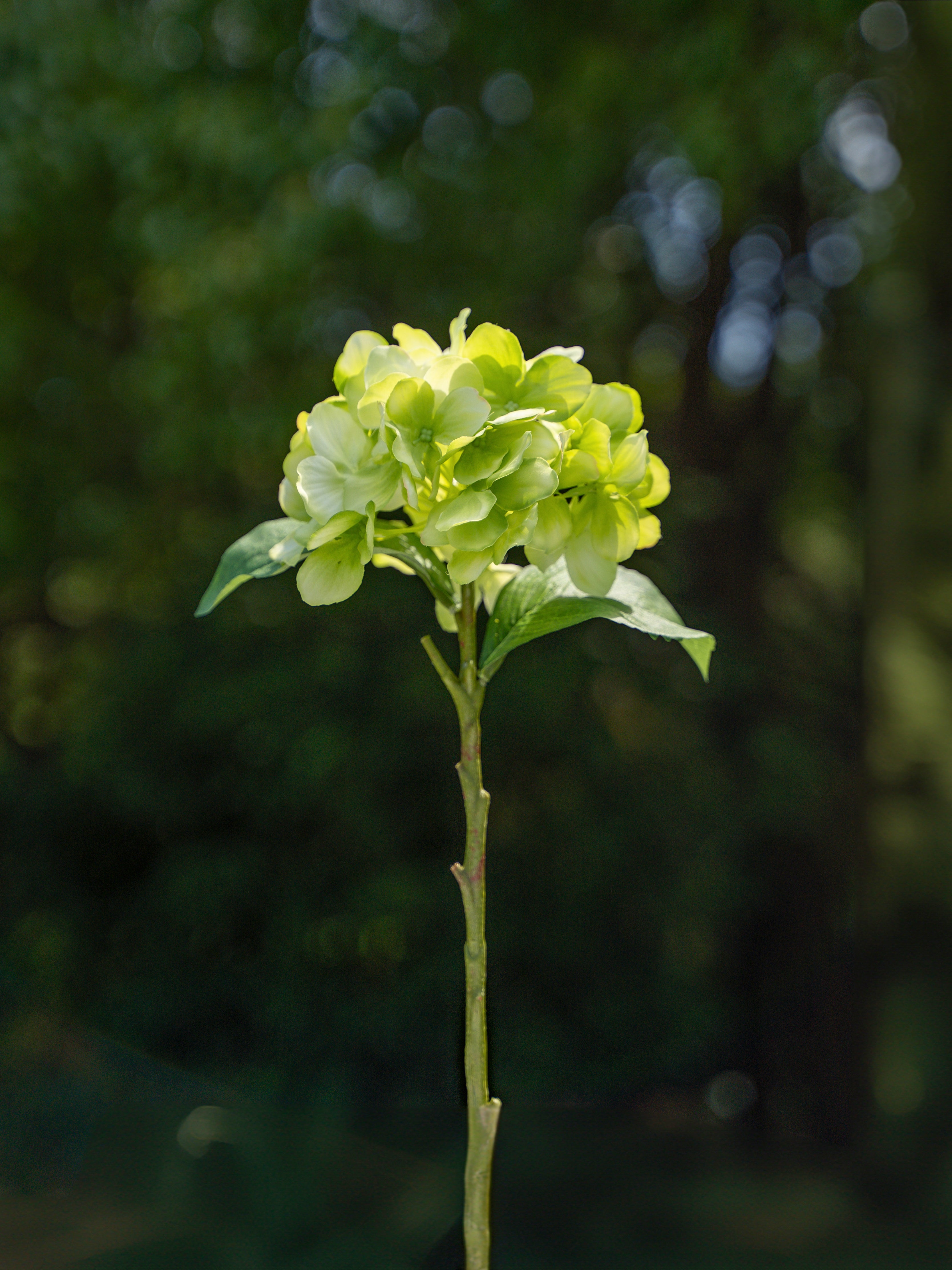 Faux Flowers Green Single-headed Hydrangea - 18&quot;