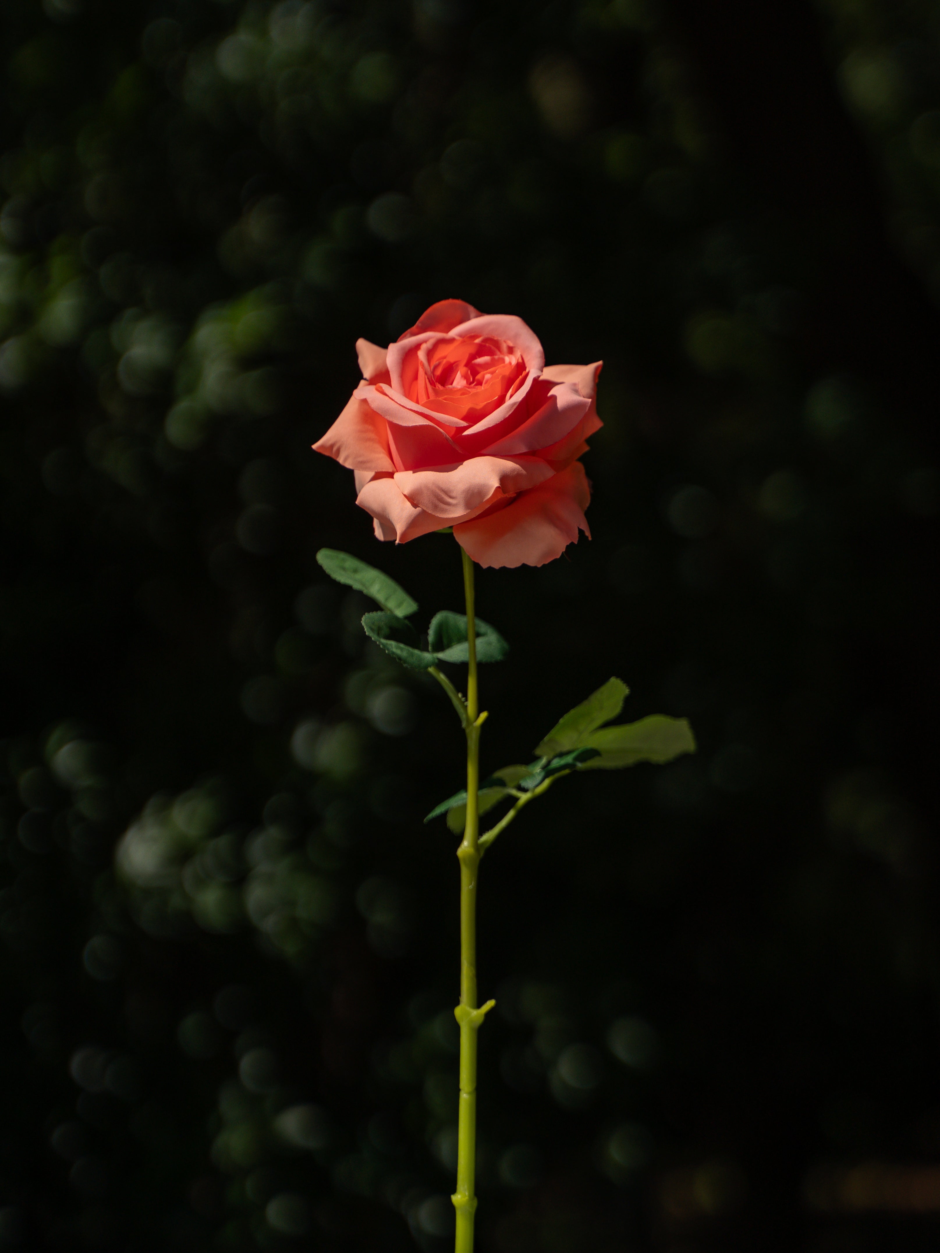 Dark Orange Curled Rose Flower- 19&quot;