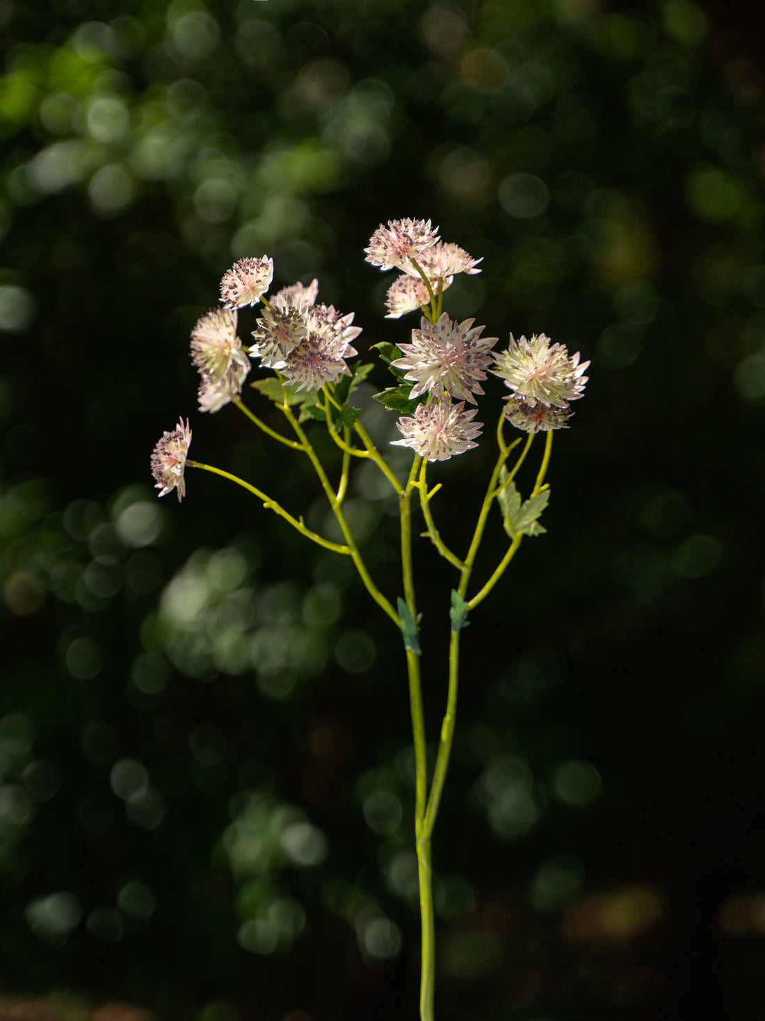 White-grey Astrantia - 22.8&quot;