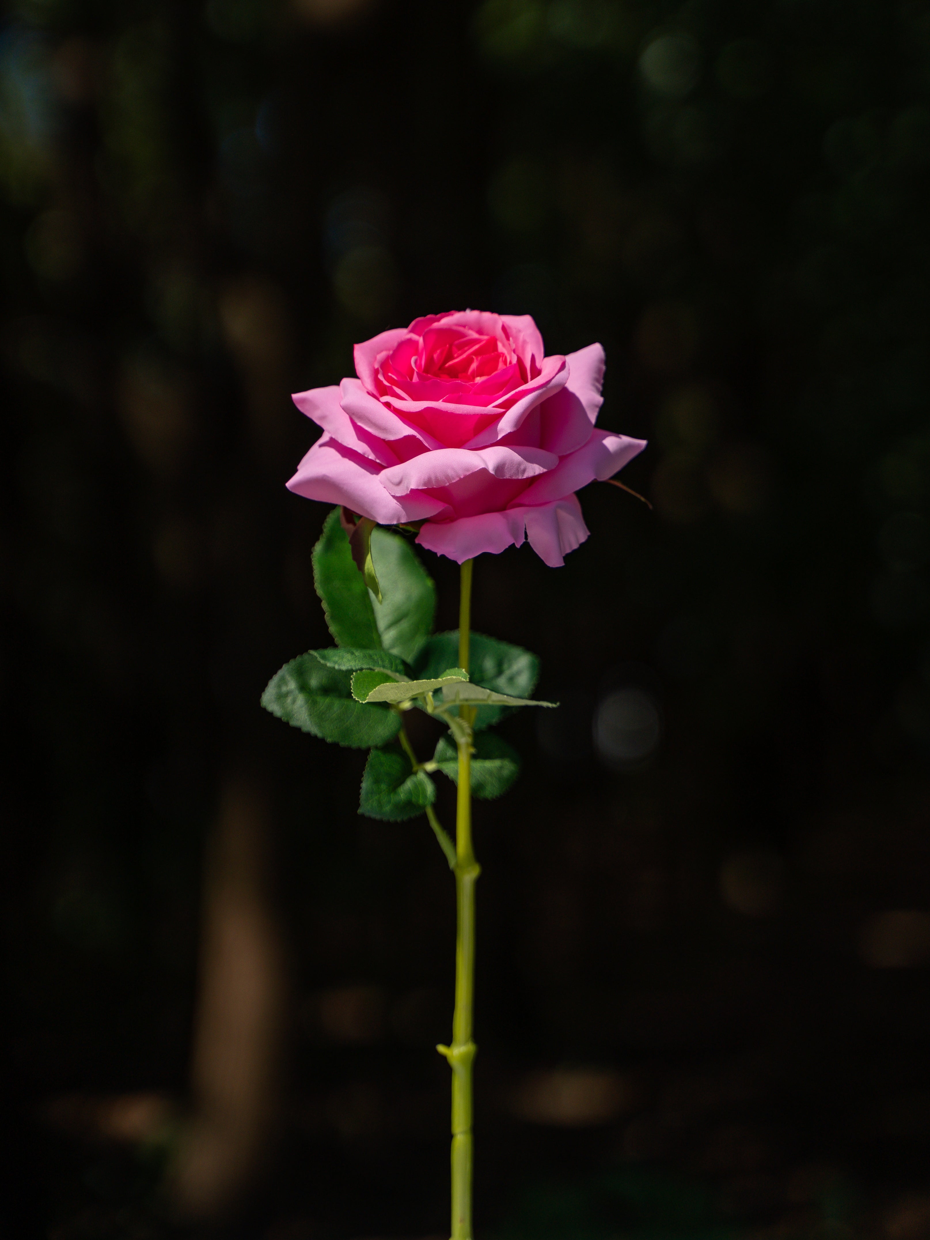 Dark Pink Curled Rose Flower- 19&quot;