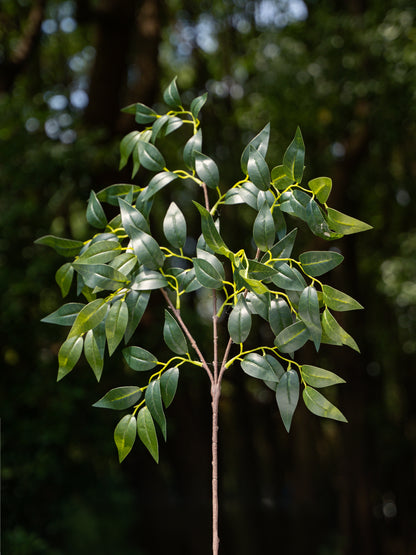 Ficus Spray Branch