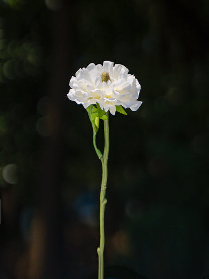 Blooming Fake Ranunculus in White - 9.5&quot;